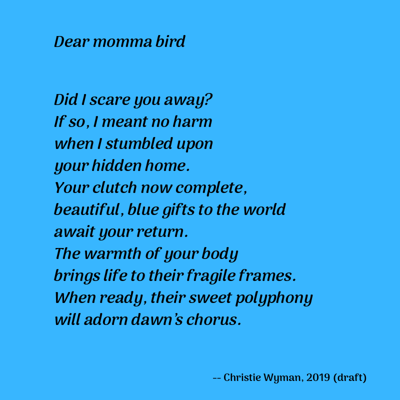 Dear momma bird