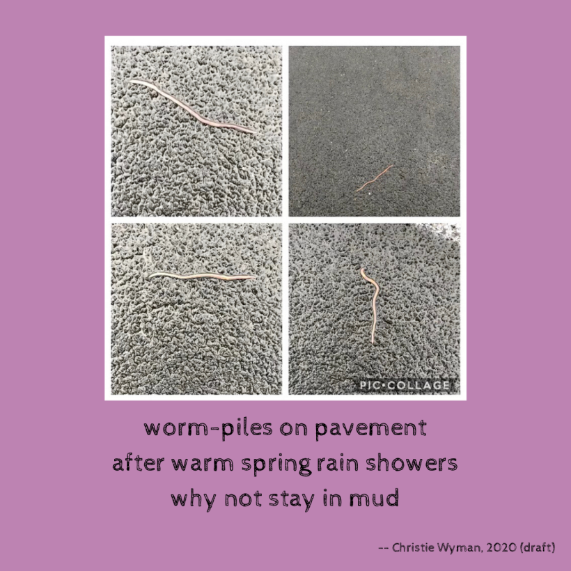worm-piles on pavement (haiku) (1)
